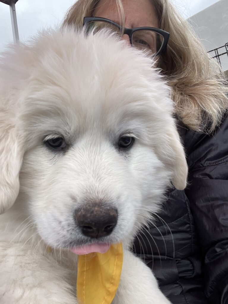 White Great Pyrenees puppy